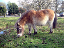 A New Forest pony.